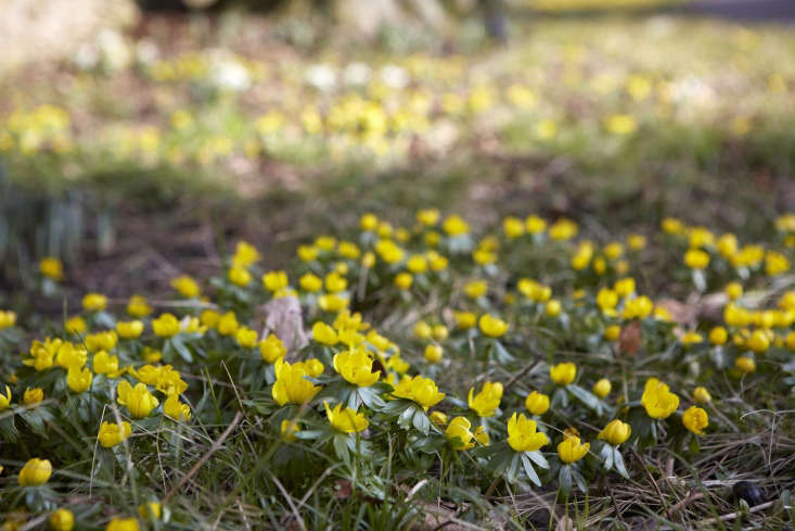 Aconite makes an excellent ground cover after the flowers have faded, the palmate leaves coming to the fore.