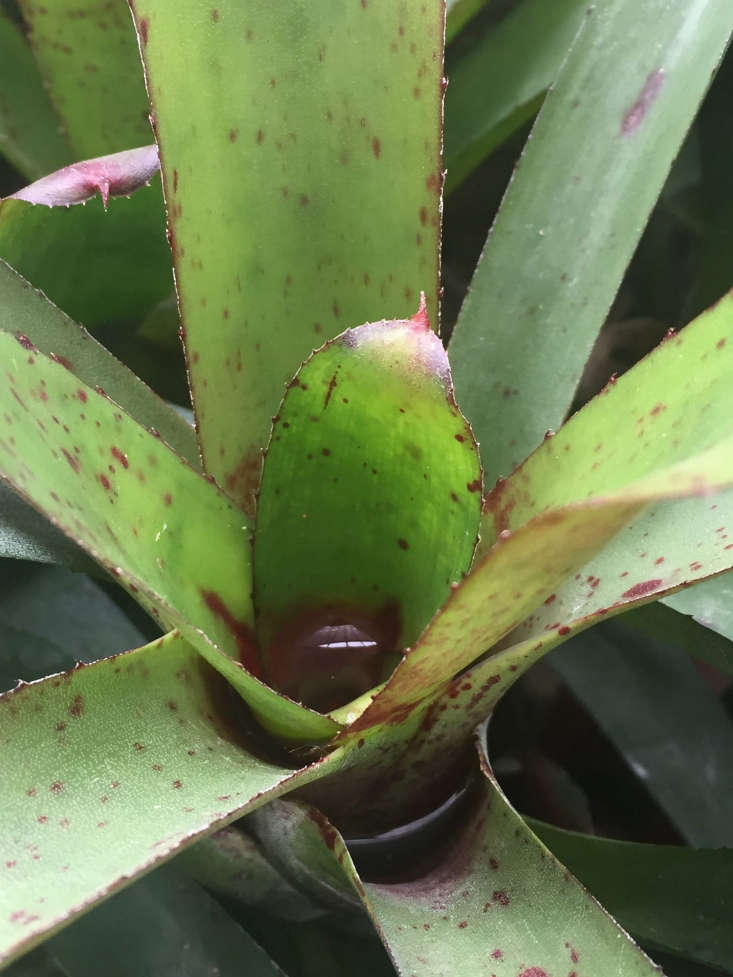 An evergreen Neoregelia &#8\2\16;Brazil&#8\2\17; collects water at the base of its rosette of leave. Photograph by Michelle Slatalla.