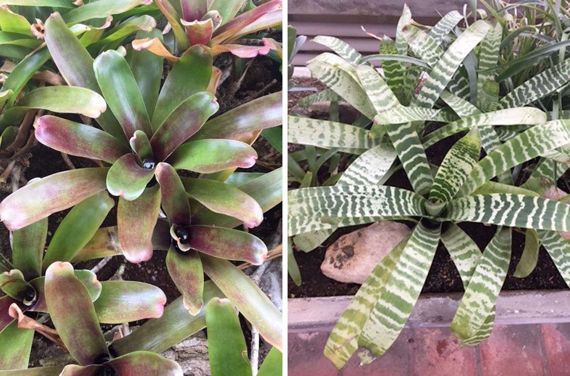 Bromeliads are evergreen and have leaves that grow in a rosette shape. Photographs by Josh Quittner.