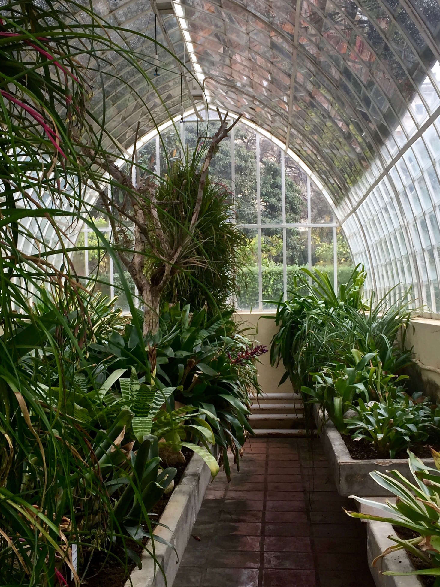 Inside the botanic greenhouse in Valencia, filtered sunlight and humid air help Bromeliads thrive. Photograph by Michelle Slatalla.
