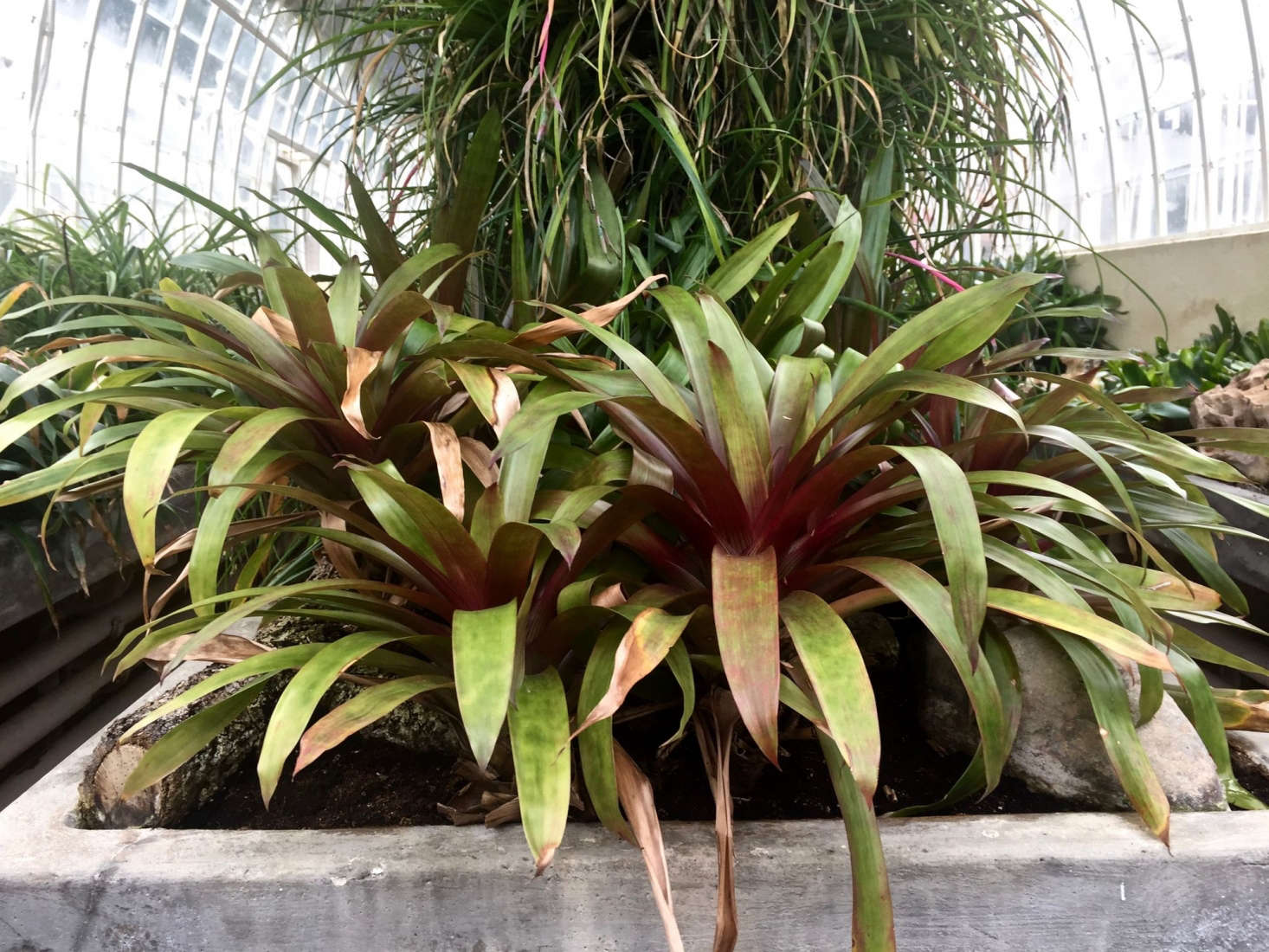 Never use a metal container to water a Bromeliad (the plants are sensitive to metal and the results could be disastrous). Photograph by Michelle Slatalla.