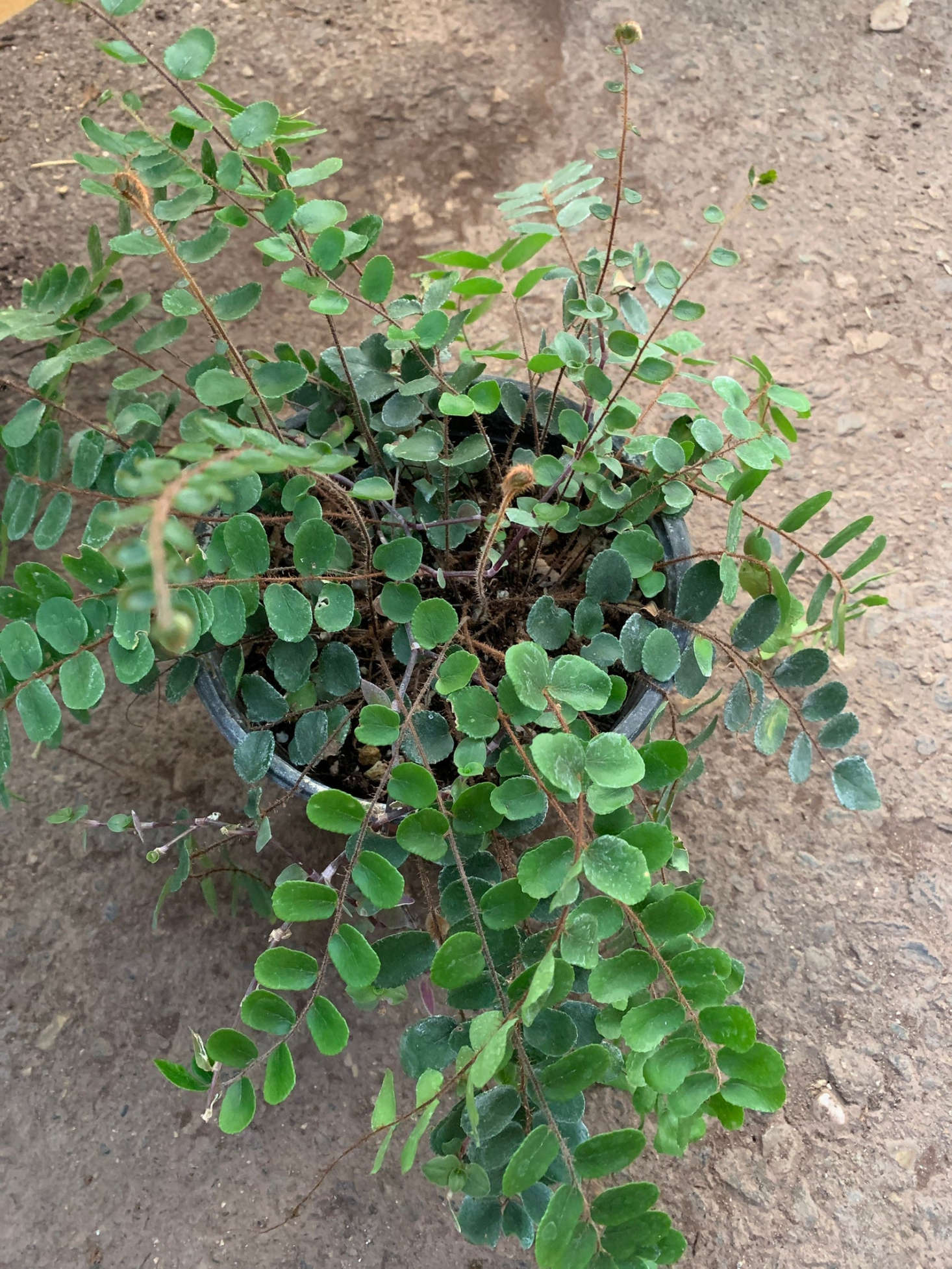 A button fern in a 4-inch pot is $4.99 from HappySundayCeres on Etsy.
