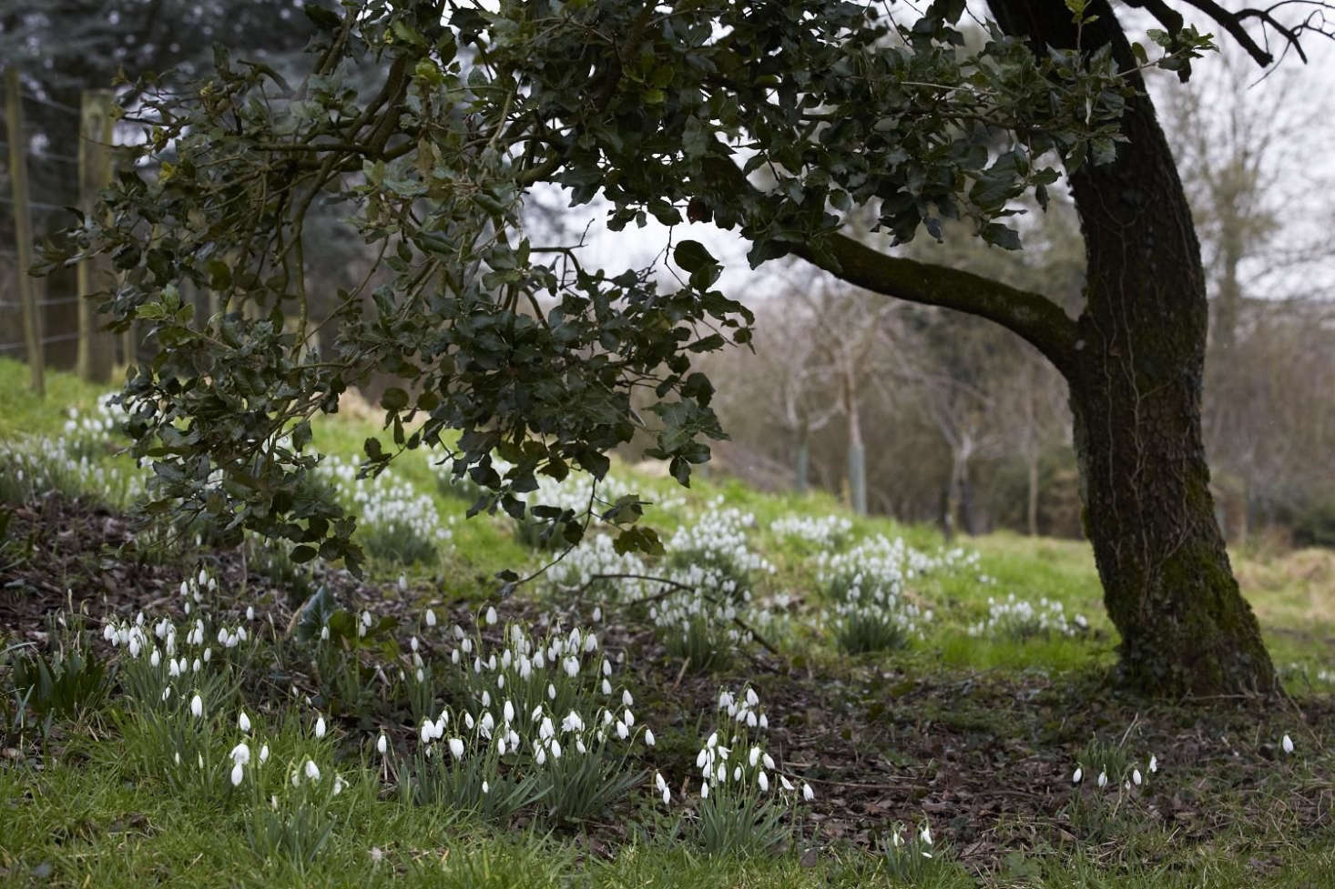 The Garden Decoder What Does It Mean to 'Naturalize' Bulbs? Gardenista