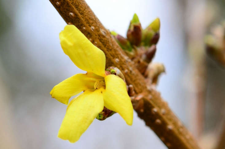 The first forsythia flowers of spring. Photograph by Slgckgc via Flickr.