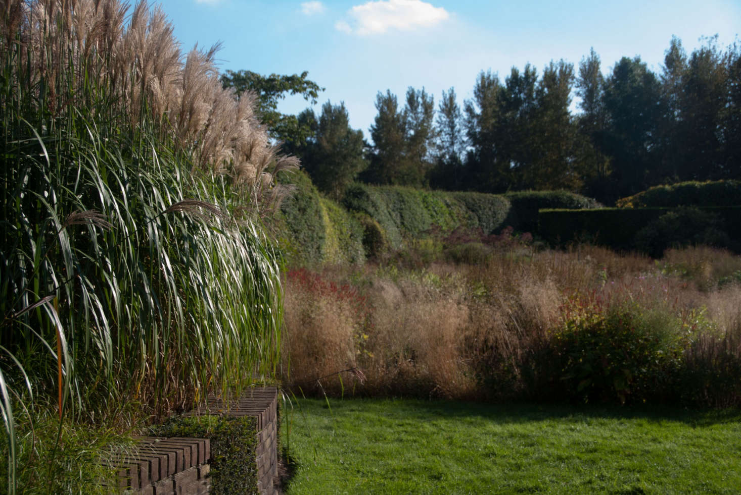 Miscanthus sinensis 