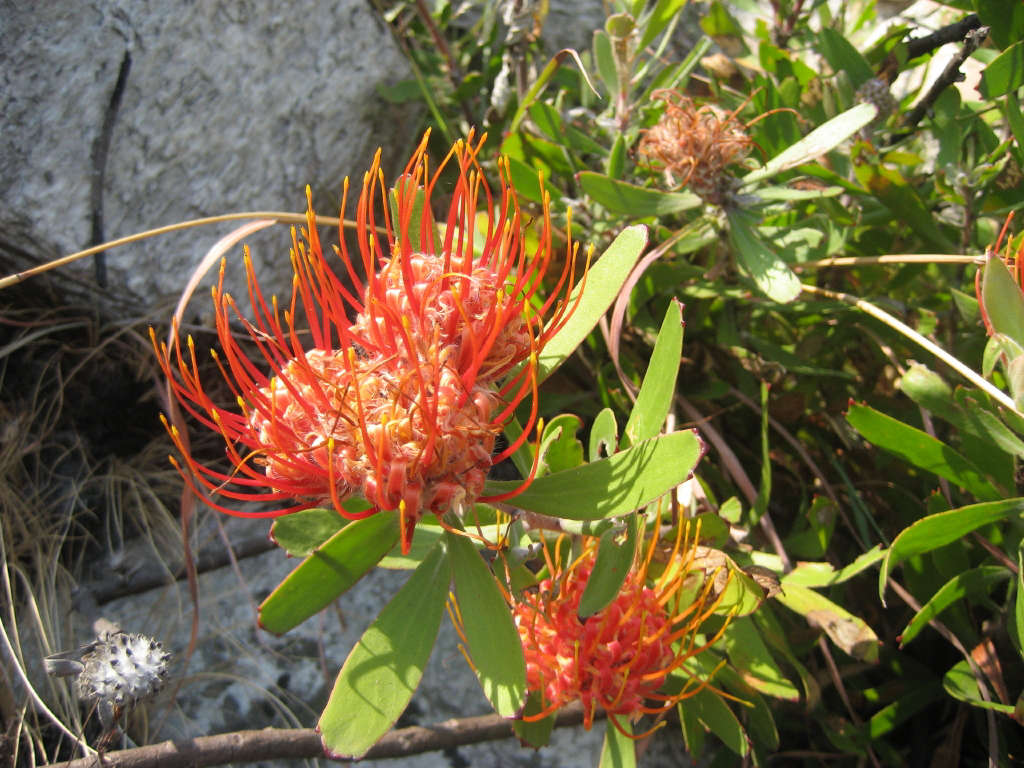 leucospermum-saxosum-ton-rulkens-flickr