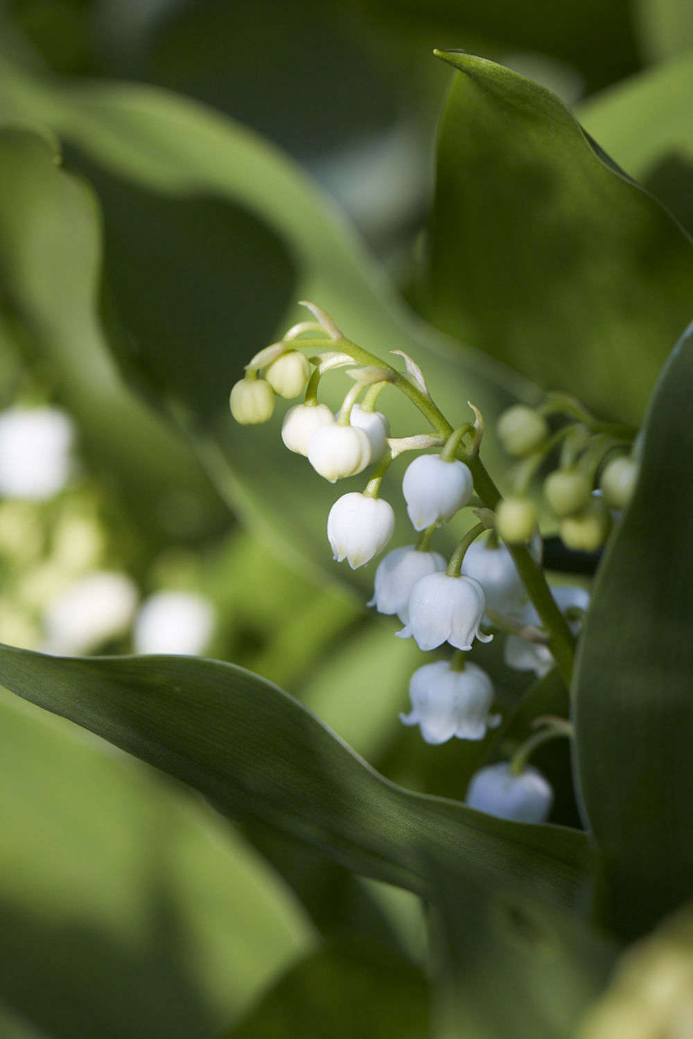Handsome is as handsome does: the highly poisonous Convallaria majalis.