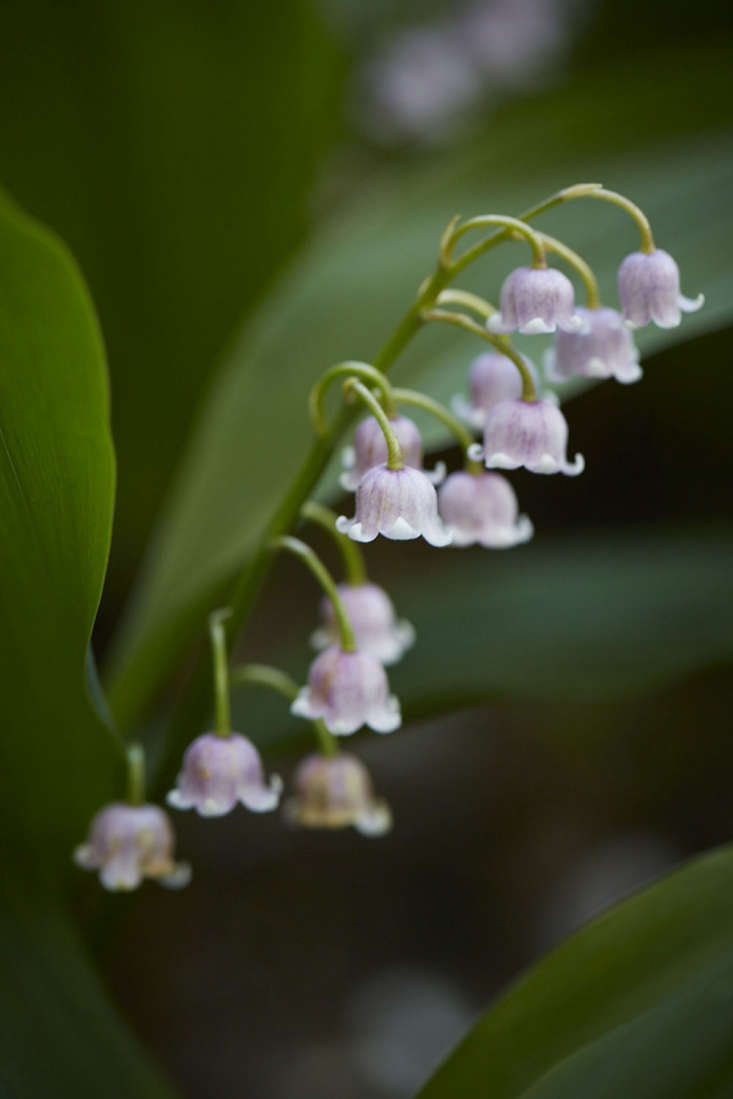 Pink edition, Convallaria majalis &#8\2\16;Rosea&#8\2\17;.