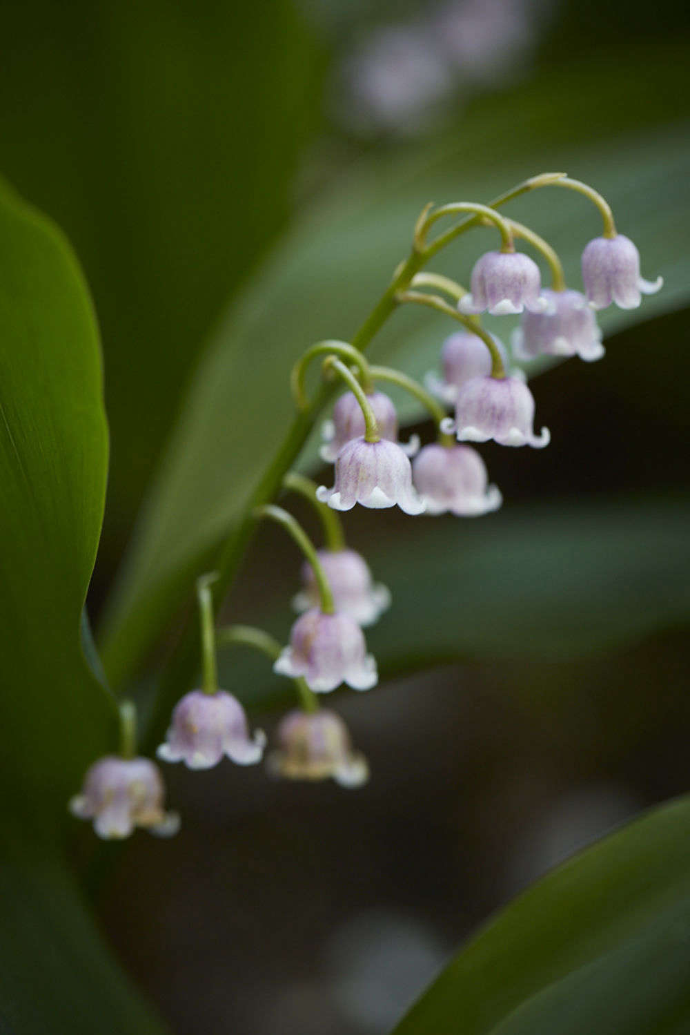 Pink edition, Convallaria majalis 