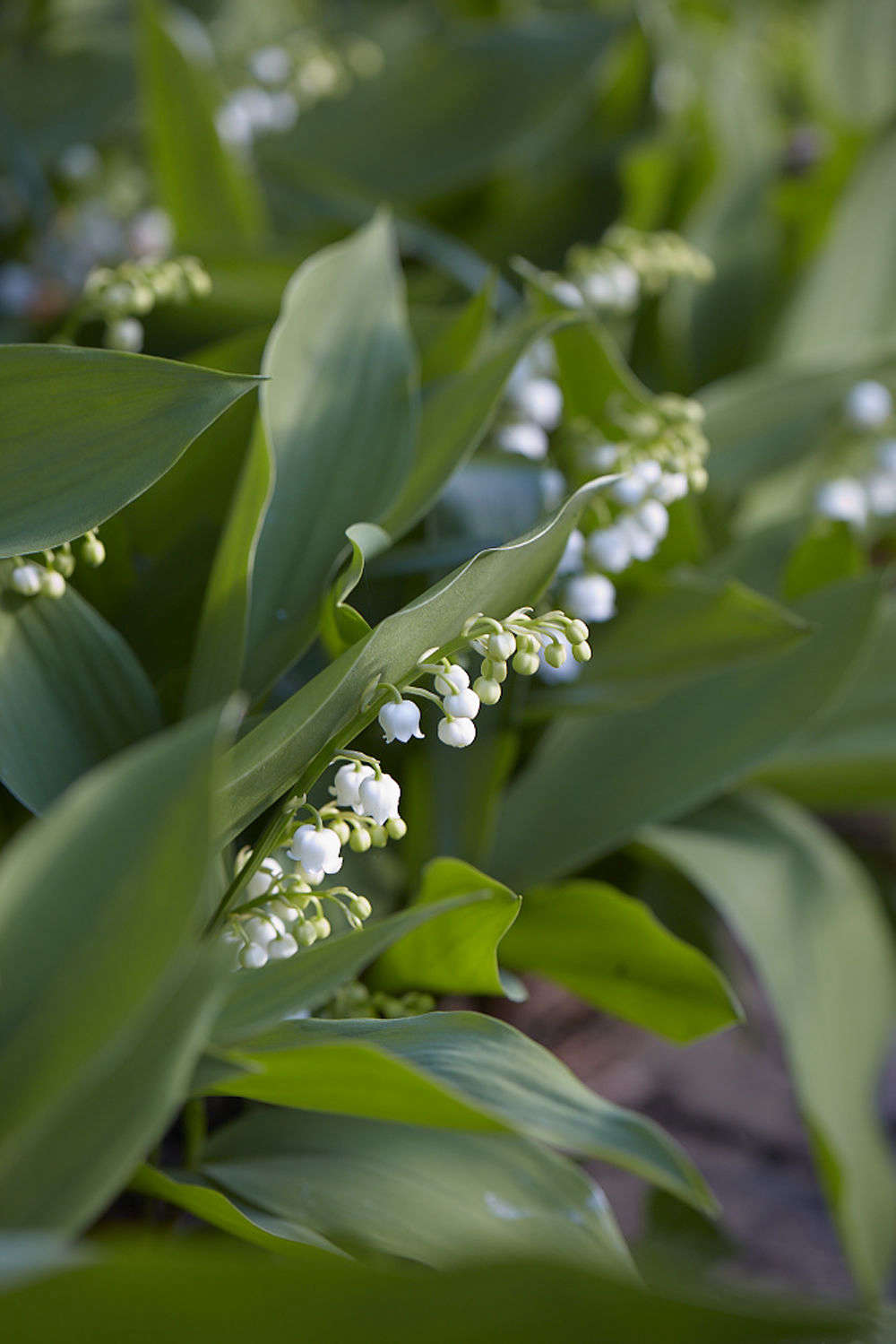 Convallaria majalis flowers edging a border.