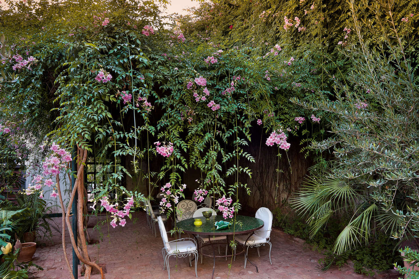 A floral fringe of Pink Trumpet Vine (Podranea ricasoliana) provides lunchtime shade at Riad Madani.