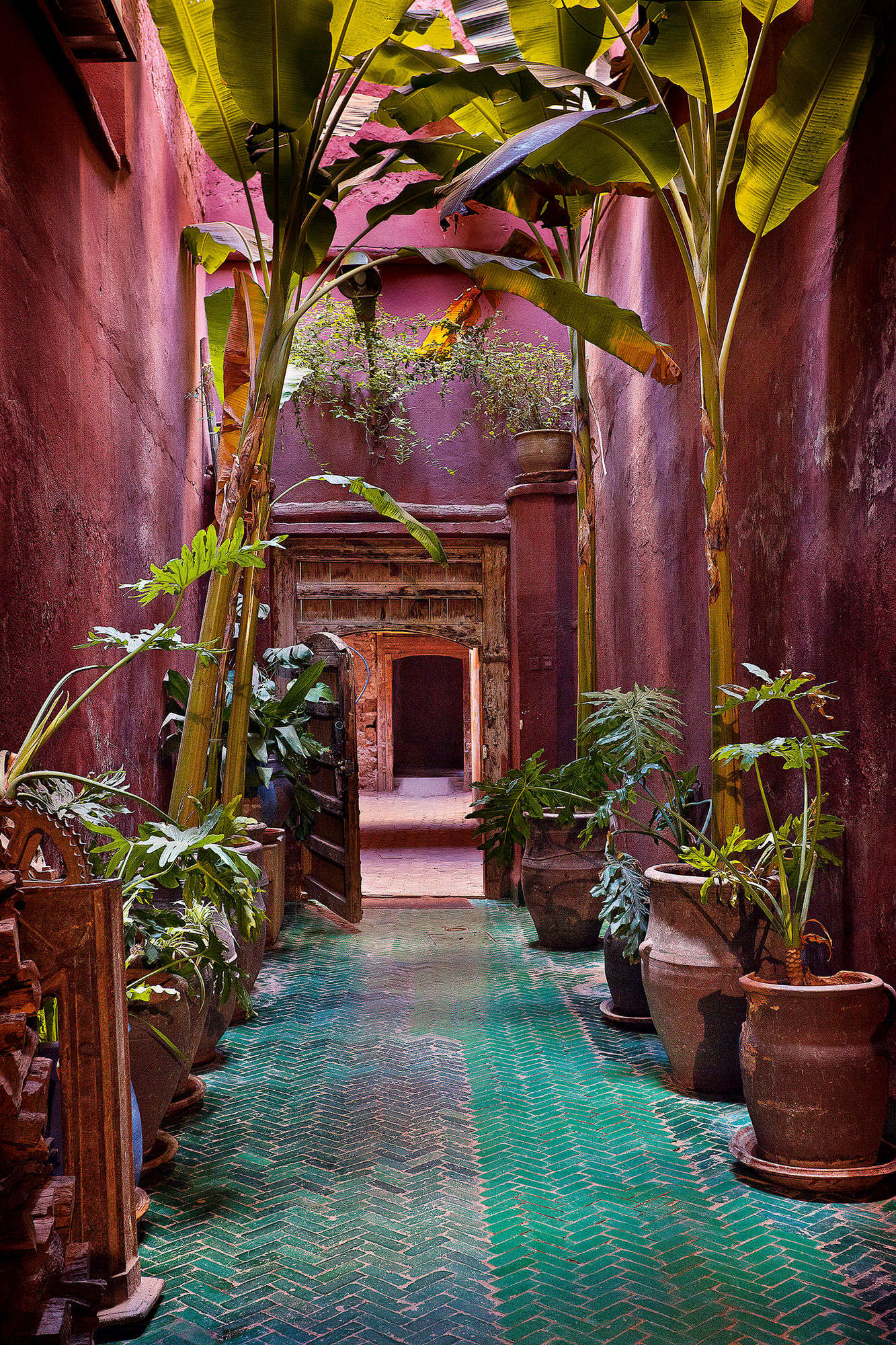 Potted bananas are interspersed with smaller Philodendron bipinnatifidum, at Riad Madani.