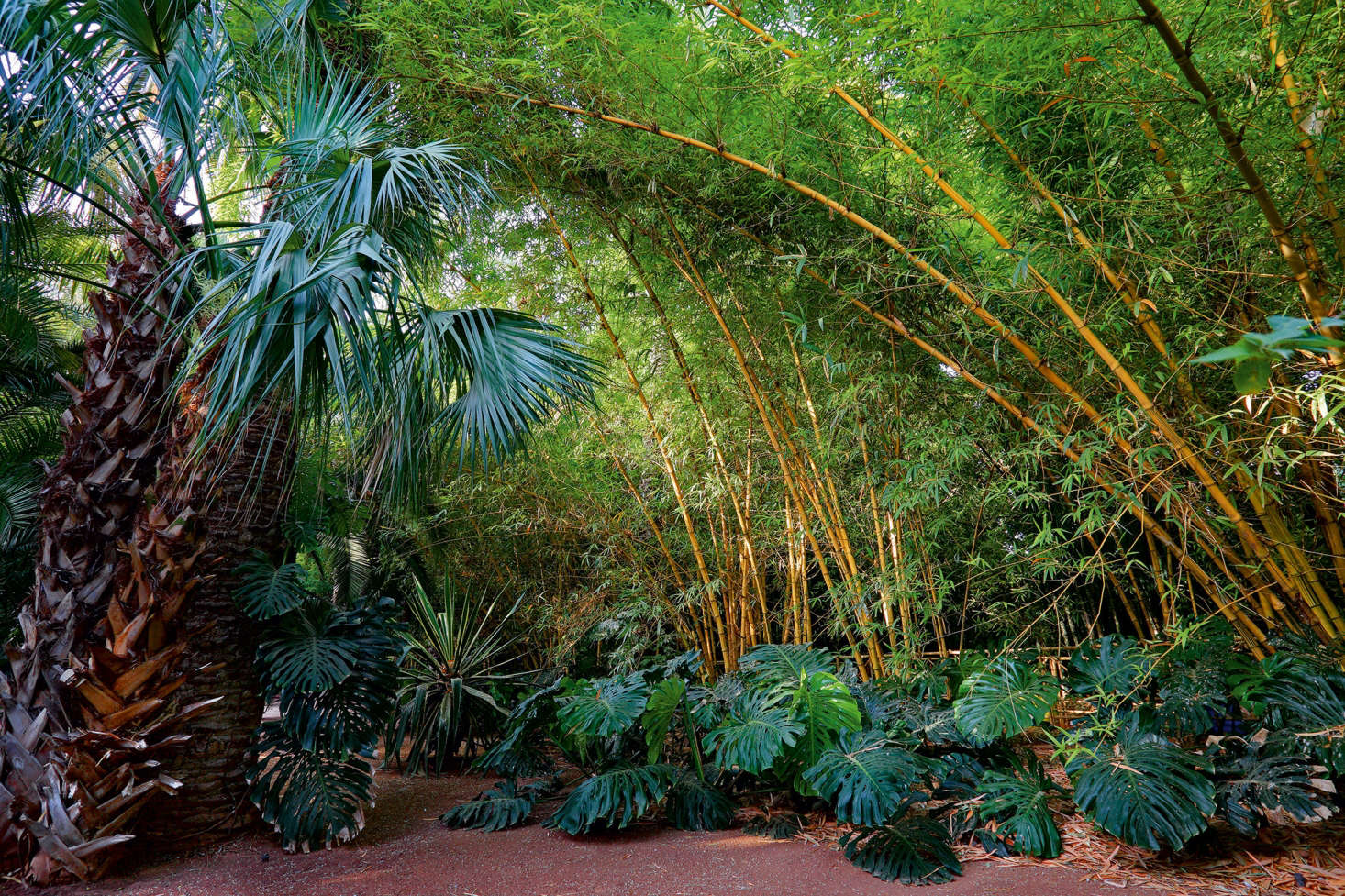 A bamboo grove is edged with low-lying Monstera deliciosa in Jardin Majorelle. Photograph by Alessio Mei, from Gardens of Marrakesh. See Required Reading: Gardens of Marrakesh.
