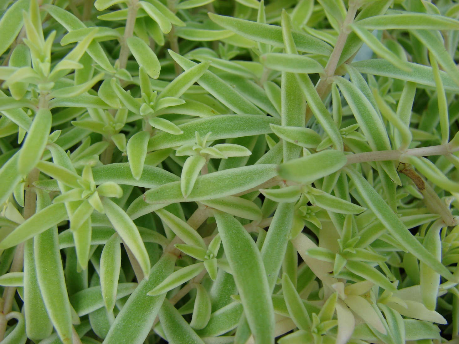S. lineare 