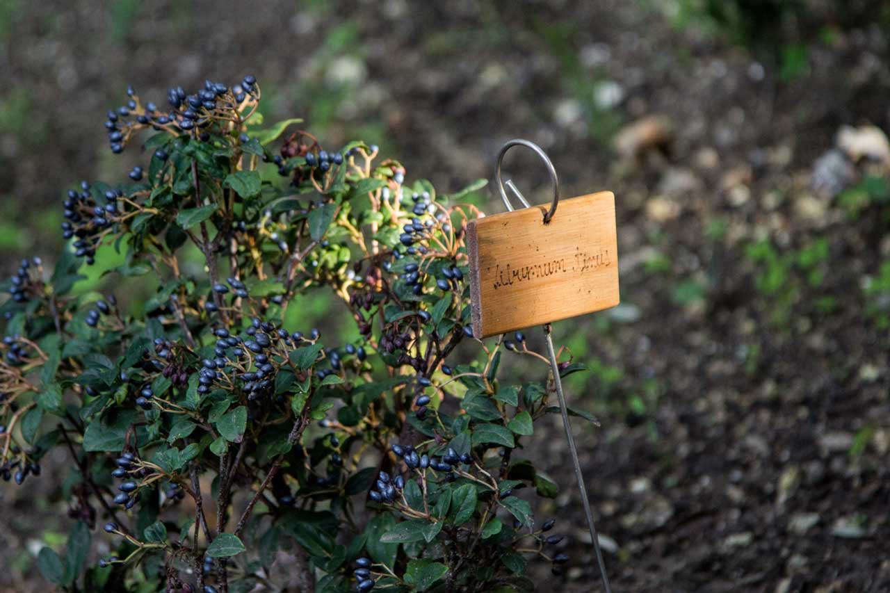 small-shrub-with-blue-berries-in-sardinia