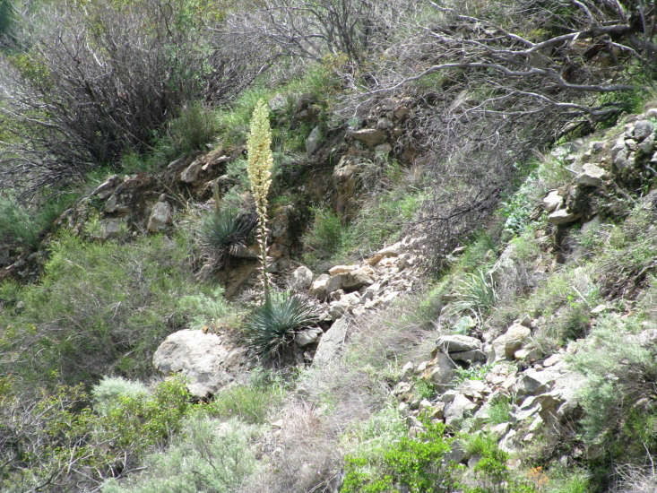 A yucca blooms at the side of a trail in southern California. Photograph by Oncetherewasagirl via Flickr.