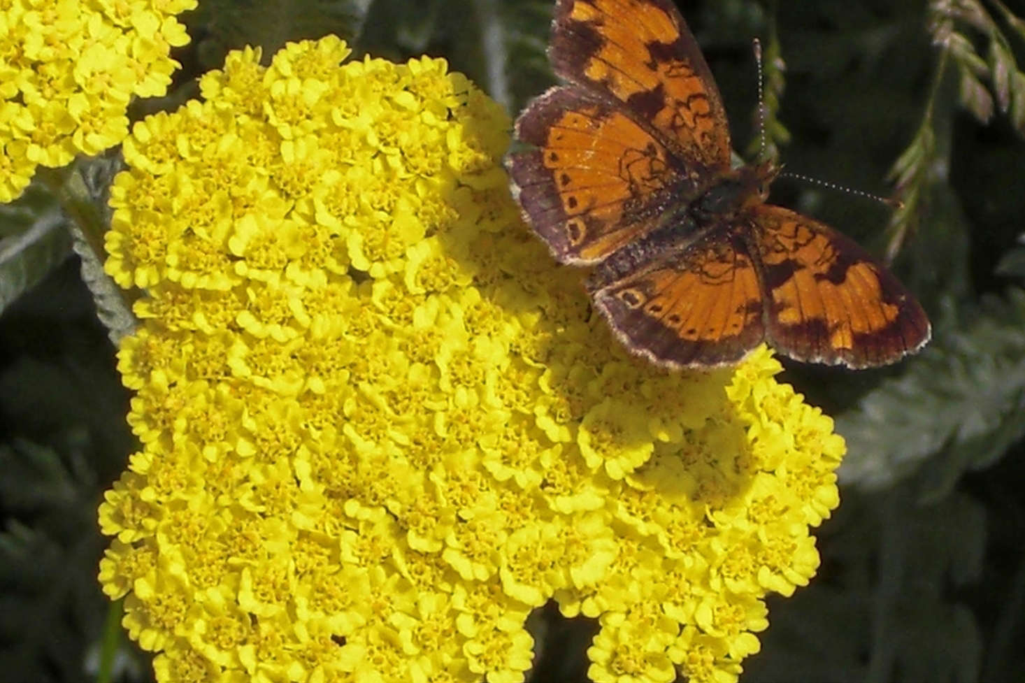 Achillea 
