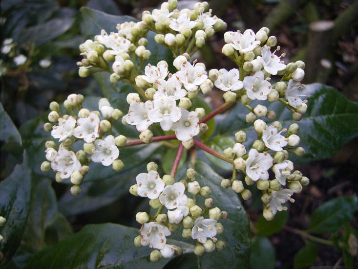  Evergreen flowering Viburnum tinus also makes a great hedge. Photograph by Me via Wikimedia.