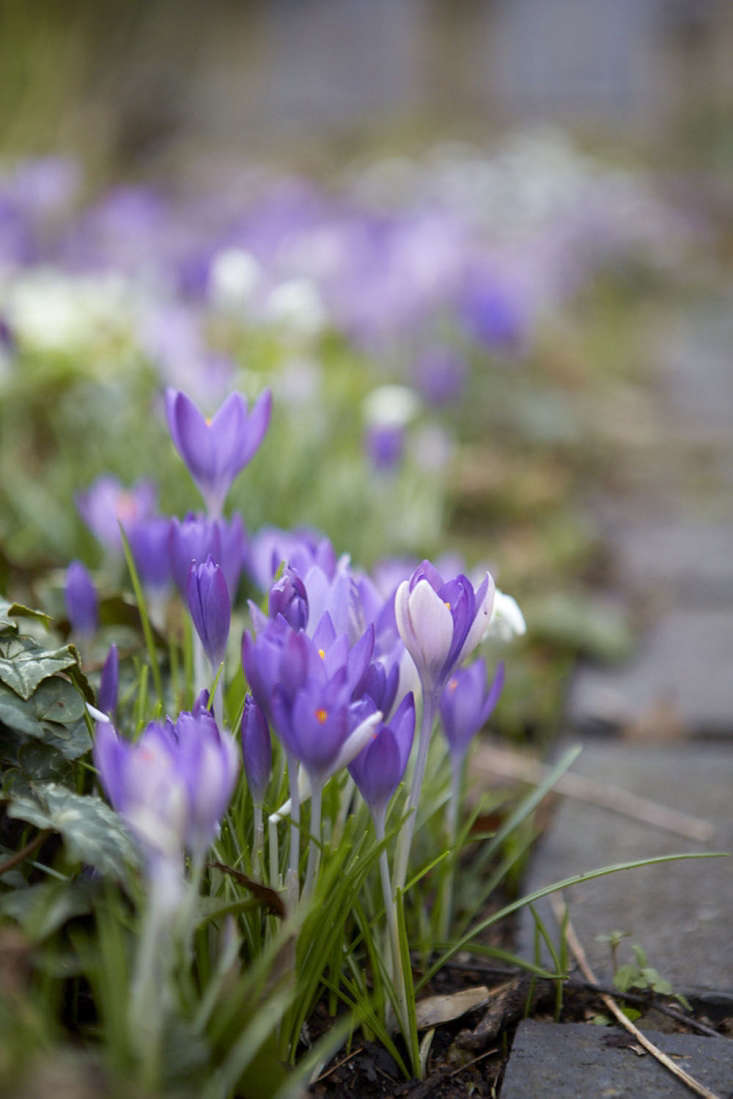 Crocus growing by a path.