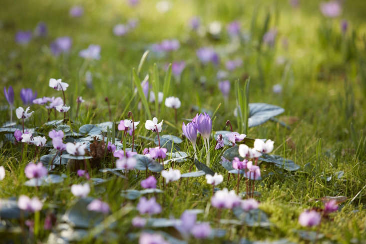 Crocus and cyclamen mingle on turf grass. Photograph by Britt Willoughby Dyer.