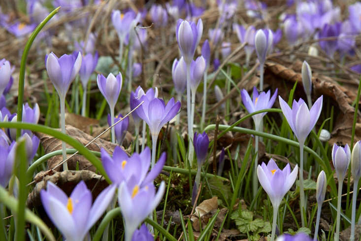 Crocus among last season&#8\2\17;s leaves.