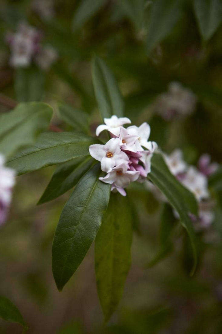 Gardening 101 Daphne Gardenista