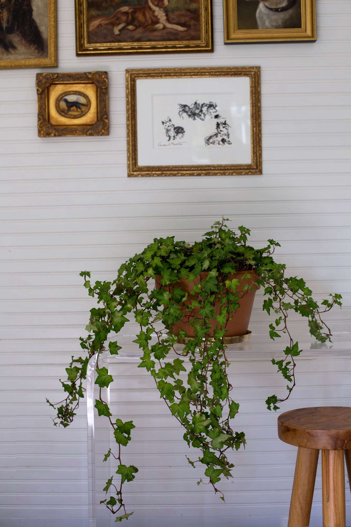 English Ivy is will tolerate low light. See more in Best Houseplants: 9 Indoor Plants for Low Light. Photograph by Mimi Giboin.