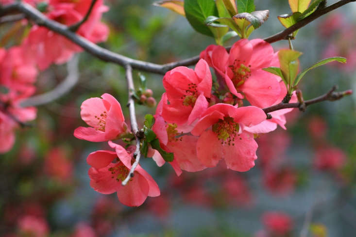 Gardening 101 Flowering Quince Gardenista