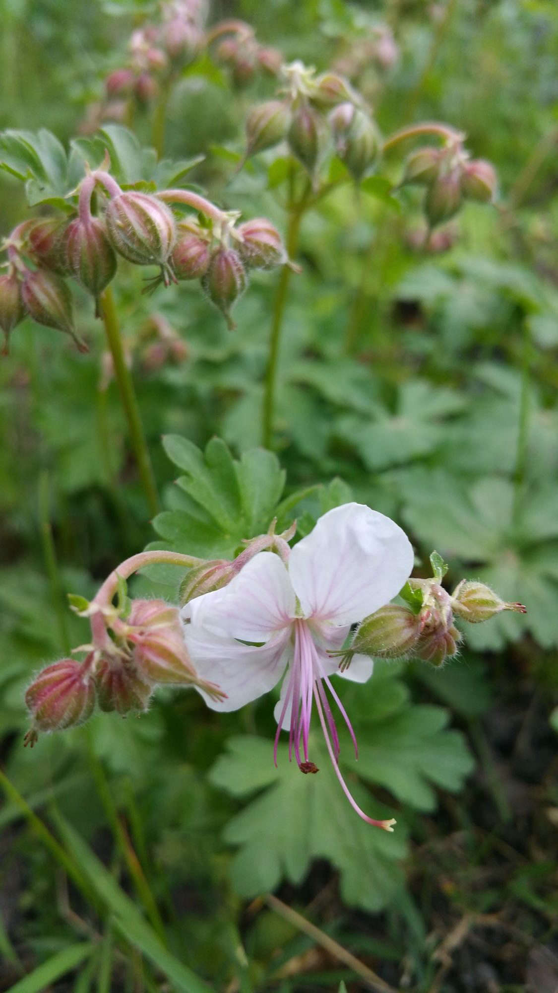 Geranium 
