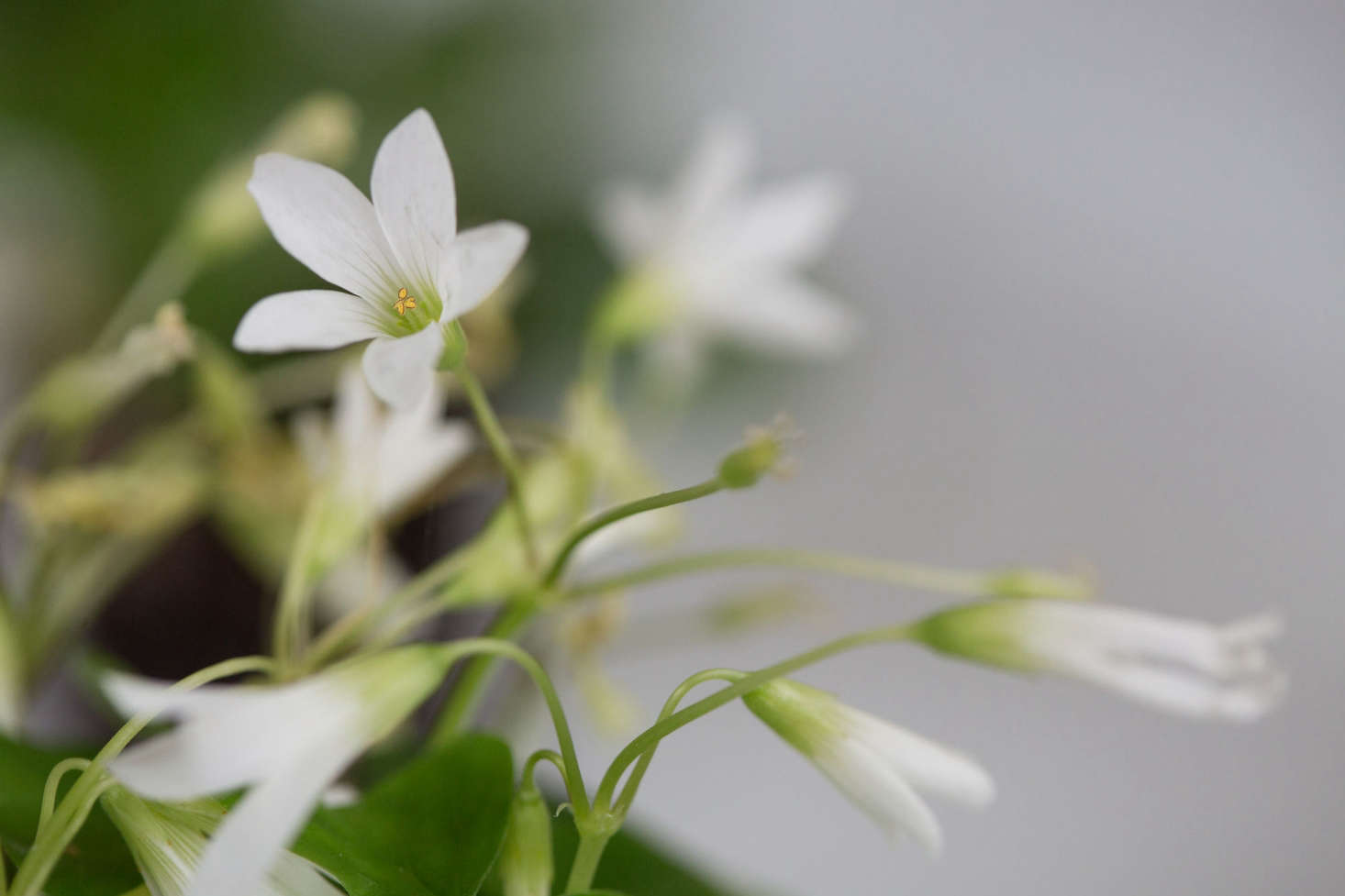 You also can buy Oxalis Regnellii plants for $4.50 apiece from Glasshouse Works.