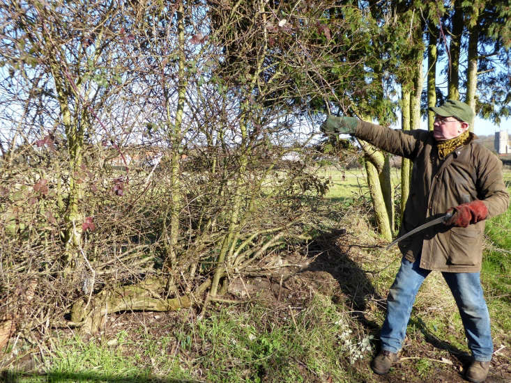 Hedge layer John Esling takes the measure of an overgrown hedge.