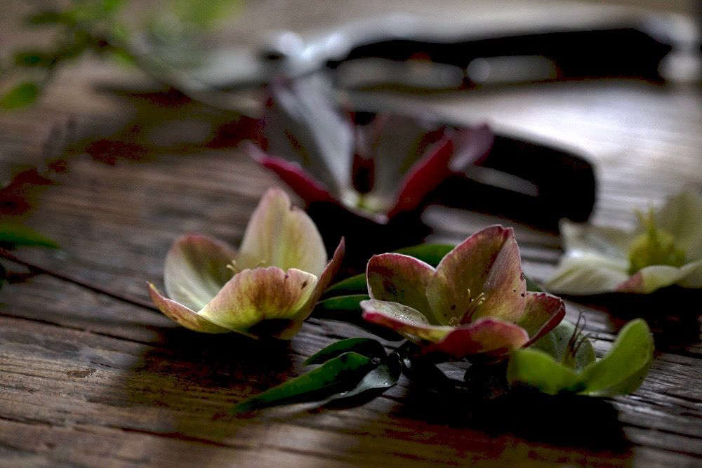 Cut Flowers How to Help Hellebores Last Longer Gardenista