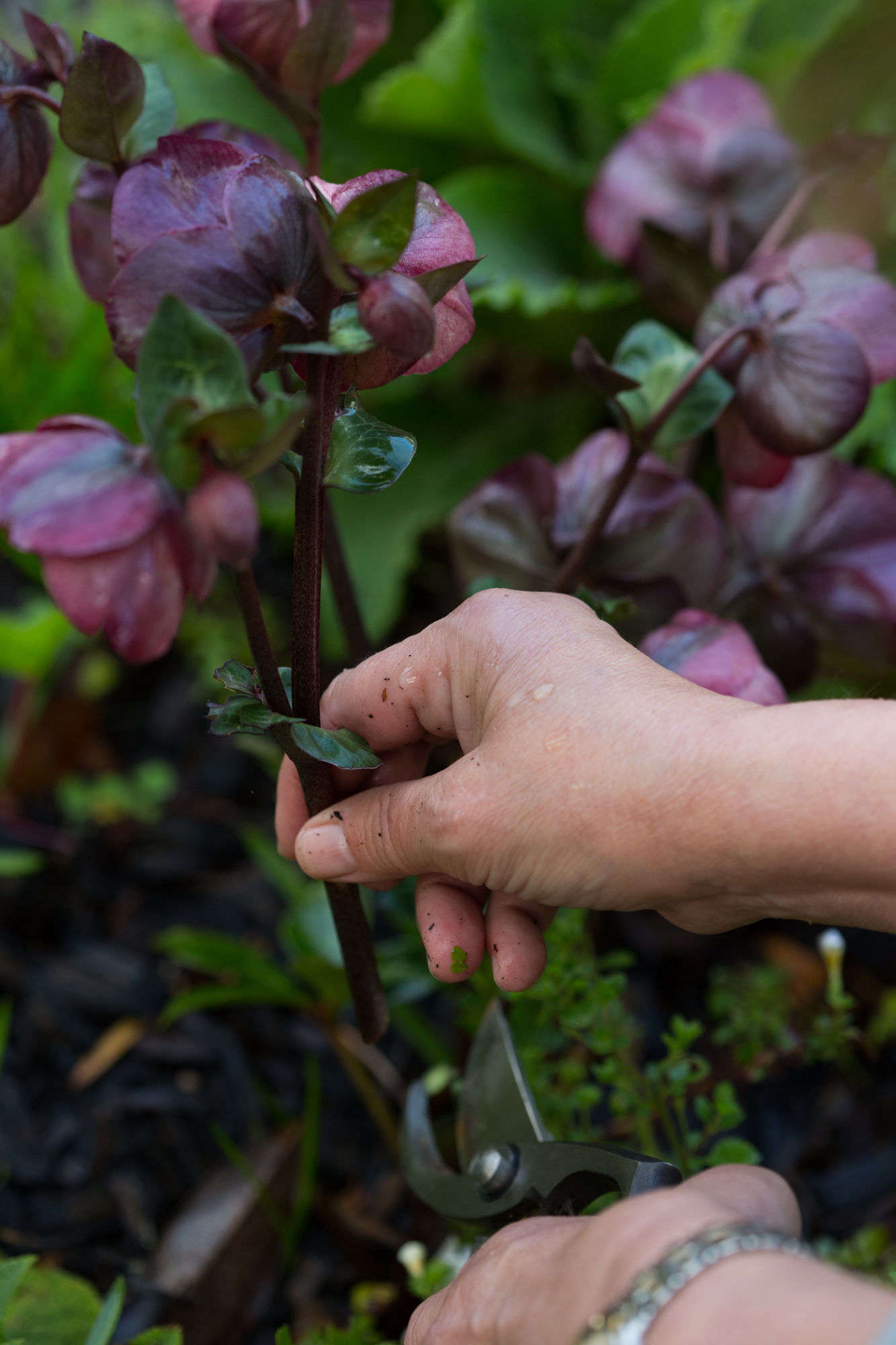 Cut Flowers How to Help Hellebores Last Longer Gardenista
