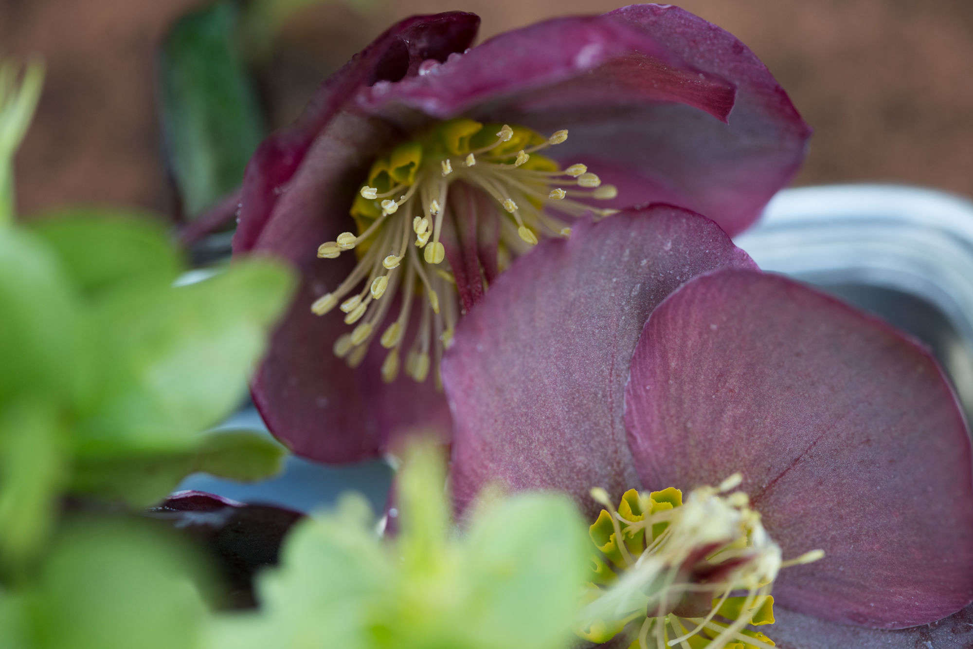 Cut Flowers How to Help Hellebores Last Longer Gardenista