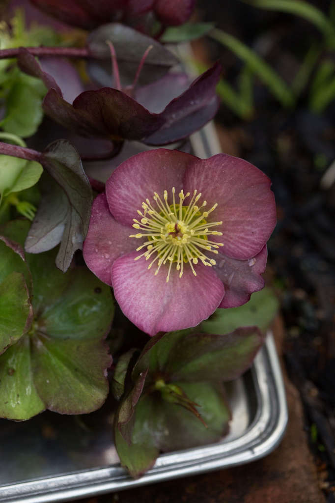 Cut Flowers How to Help Hellebores Last Longer Gardenista