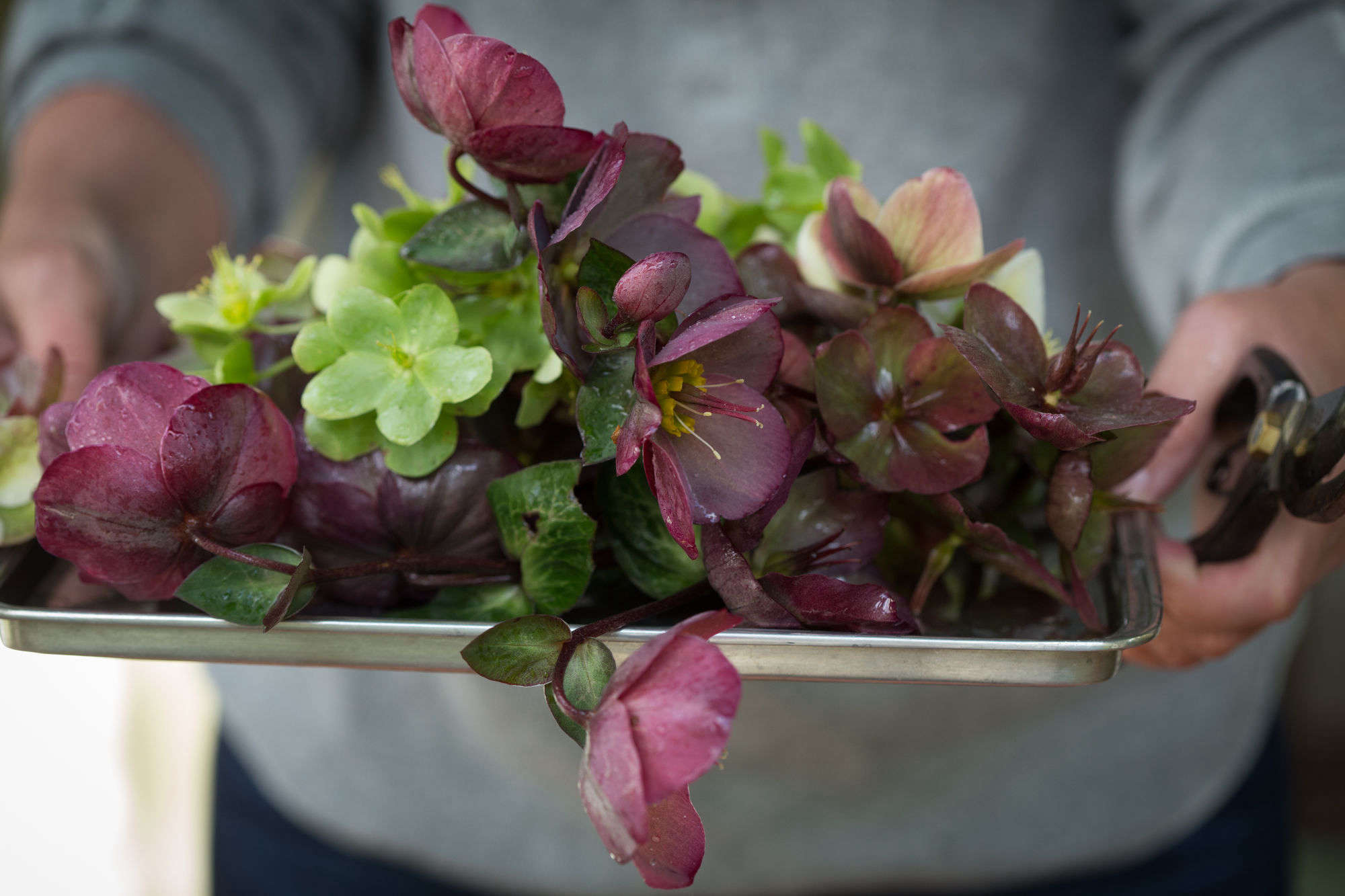 Cut Flowers How to Help Hellebores Last Longer Gardenista