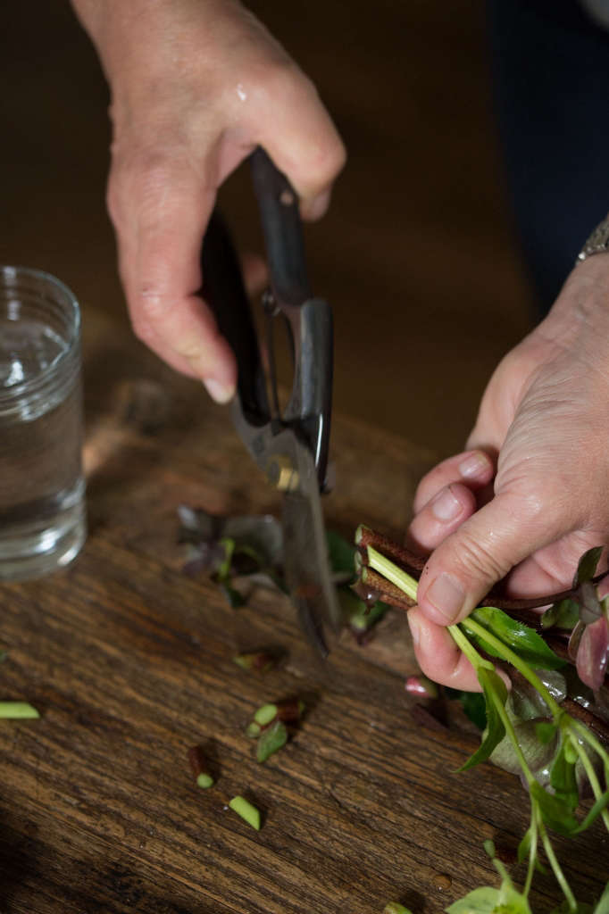 Cut Flowers How to Help Hellebores Last Longer Gardenista