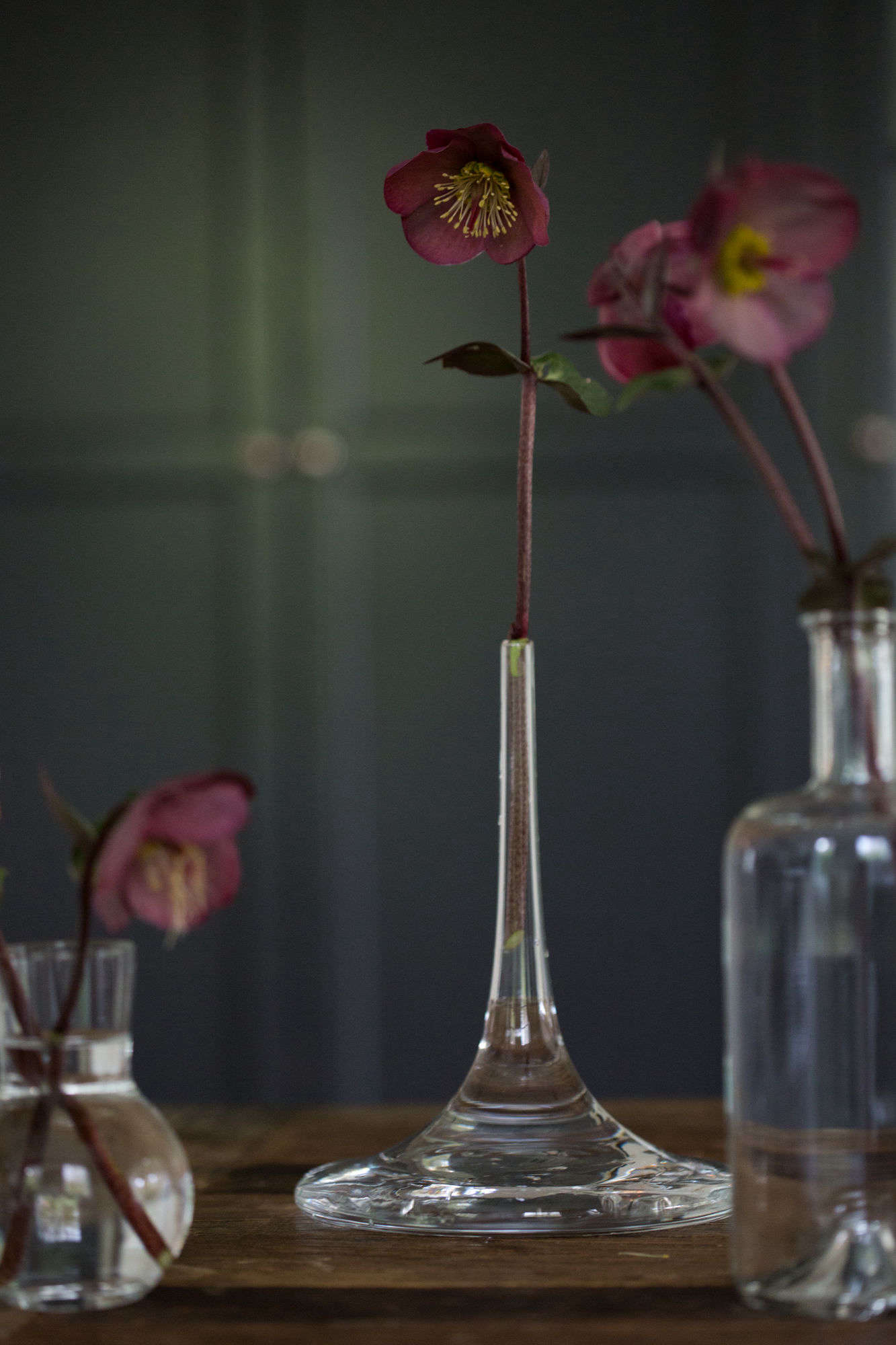 Cut Flowers How to Help Hellebores Last Longer Gardenista