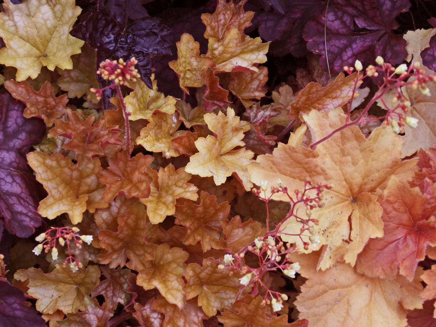 Heuchera 