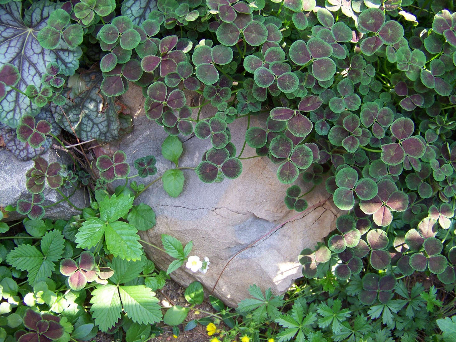 Heuchera 
