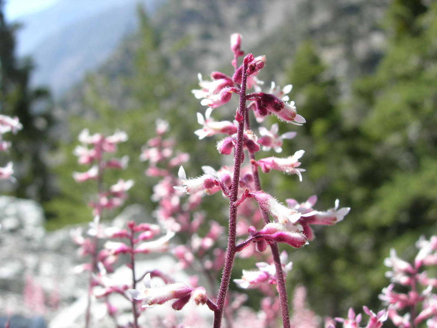 Heuchera flowers are shaped like small bells. Photograph by Joe Decruyenaere via Flickr.