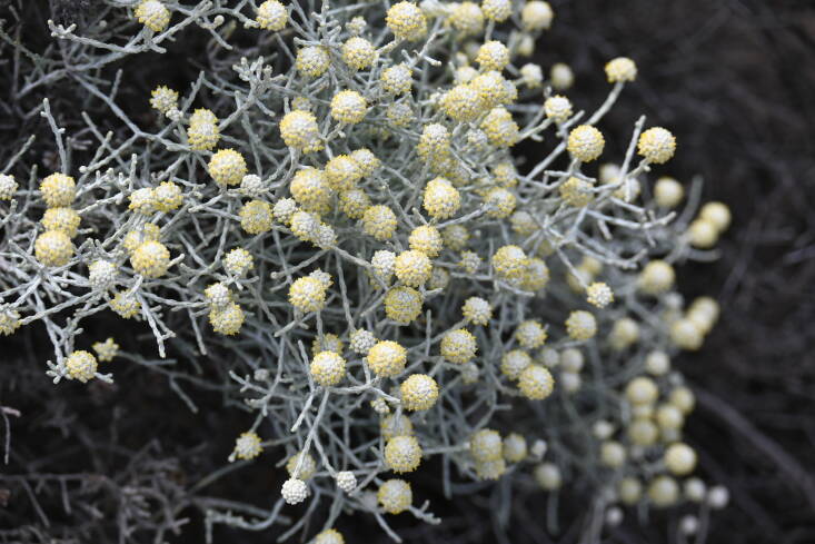 A photo of cushion bush from iNaturalist.