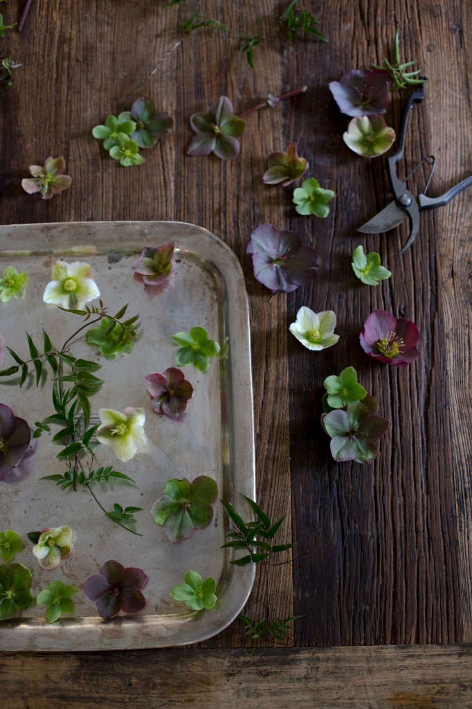 Cut Flowers How to Help Hellebores Last Longer Gardenista