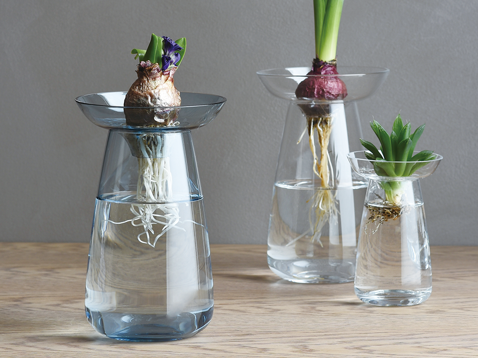 Available in two sizes and three colors (pictured are the clear and blue), the glass Aqua Culture Vase has a removable collar, shaped like a saucer, to suspend bulbs and leaves above the surface of the water.