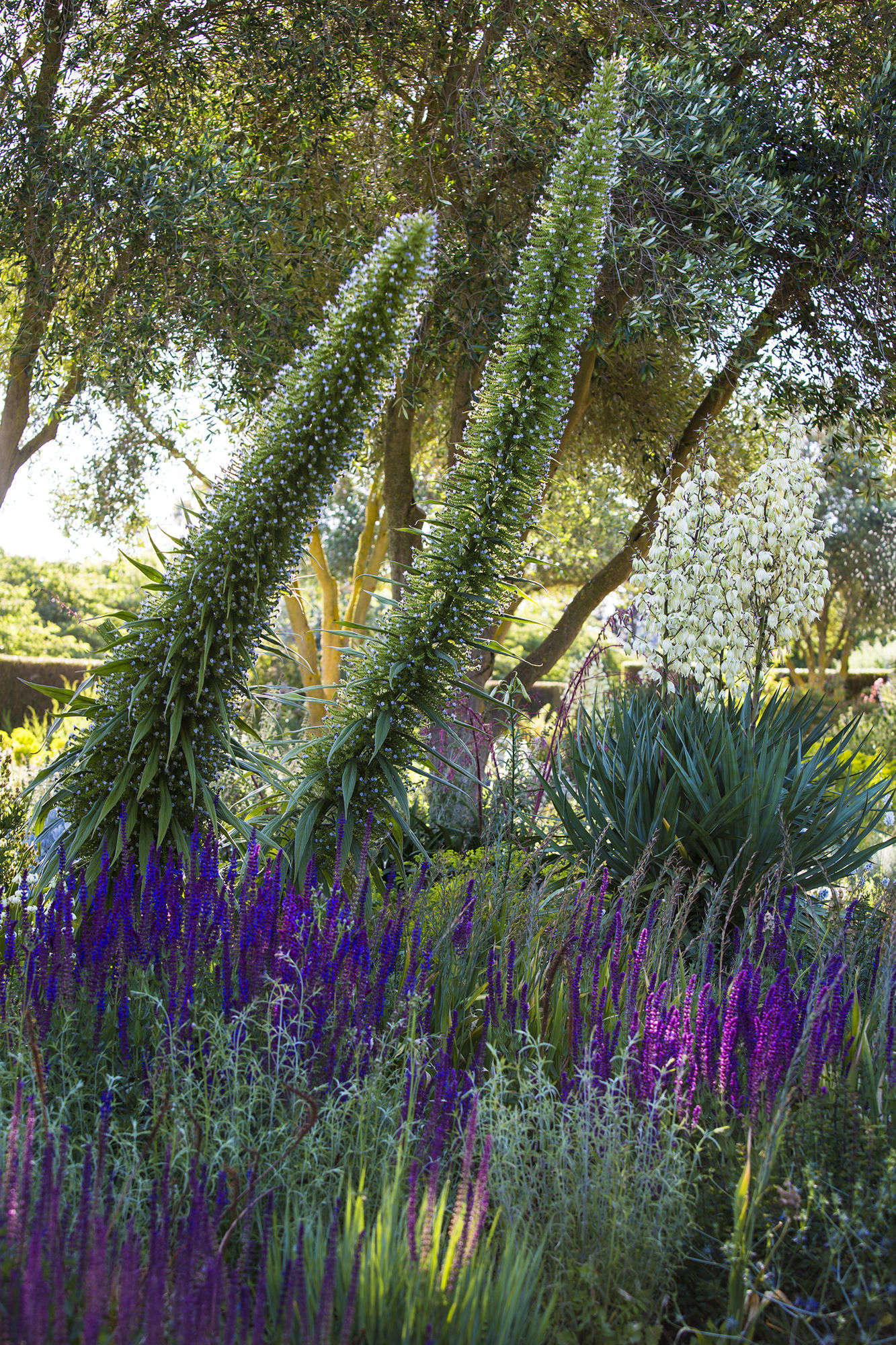 Echium pinnana, towering over purple spikes of Salvia nemerosa.