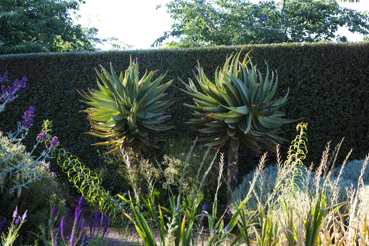 Privet grows through the middle of the garden, offering further protection from wind and creating friendlier, enclosed environments.