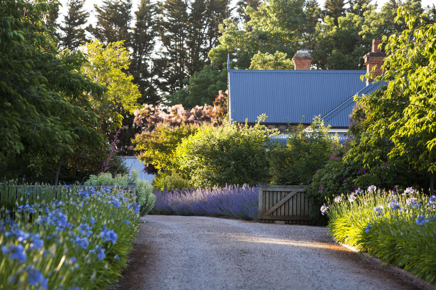 Agapanthus on either side of the drive at Lambley Nursery in Australia. Toward the house, the drive is fringed with purple catmint and euphorbia.