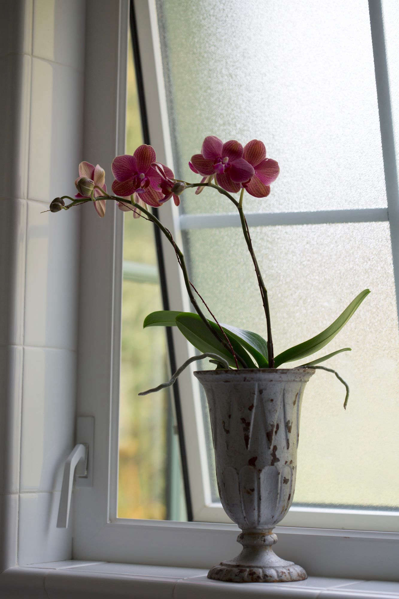 A Phalaenopsis orchid will grow in low light. For more details, see Best Houseplants: 9 Indoor Plants for Low Light. Photograph by Mimi Giboin.