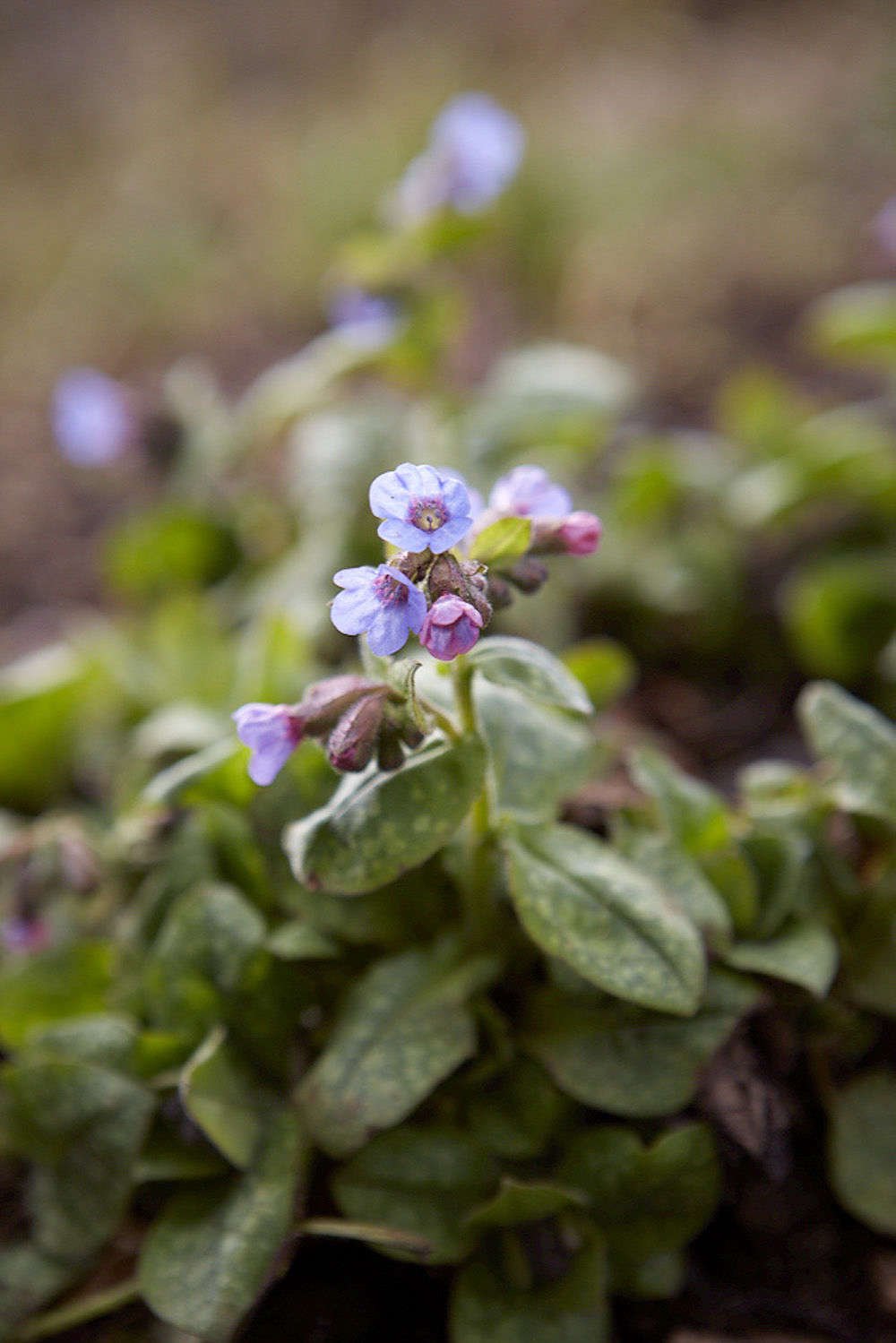 Although pulmonaria is considered a useful plant for a shaded or semi-shaded place, blue varieties are generally more tolerant of sun. For the best blues, stick to P. longifolia and angustifolia.