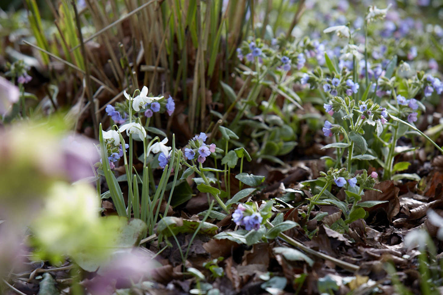 Pulmonaria makes a well-behaved, early-flowering ground cover under shrubs and deciduous trees.